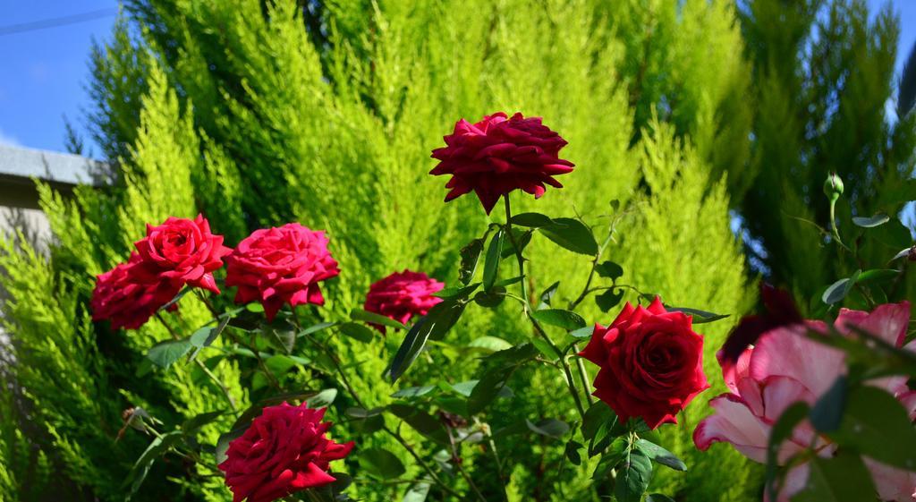 La Casa Delle Rose Room With Air Conditioning La Spezia Luaran gambar